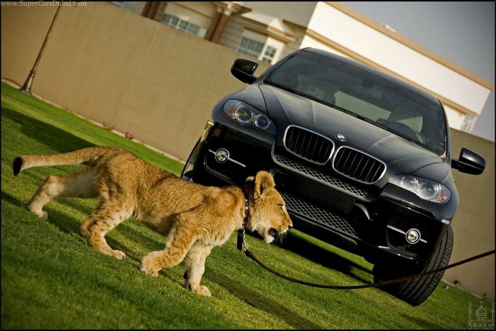 Машина с изображением льва - 87 фото